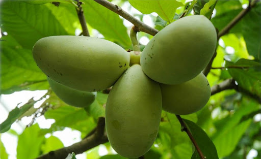 Азіміна «Mango» (Манго) (щеплена) Саджанці з розсадника КиївСад