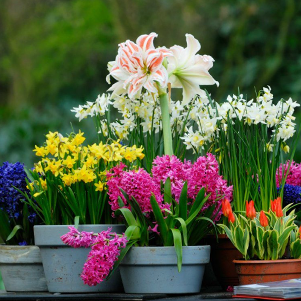 Купити цибулини квітів