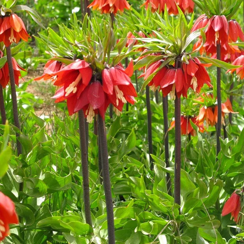 Купити цибулини рябчику