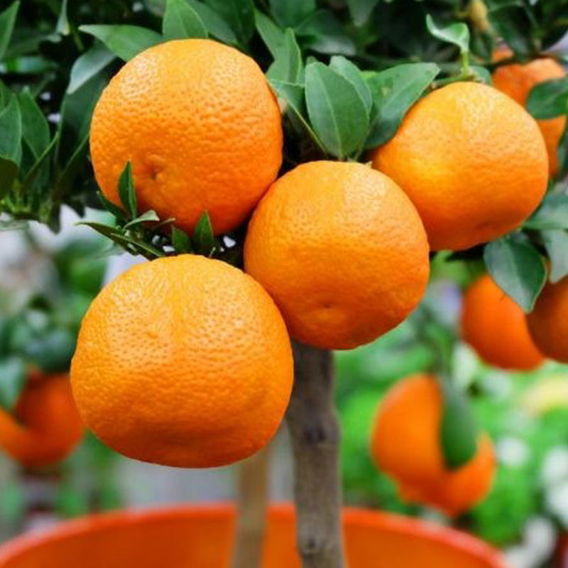 Купити саджанці клементину