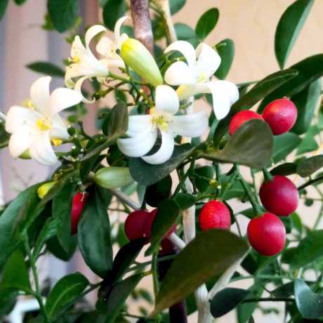 купити саджанці мурайї