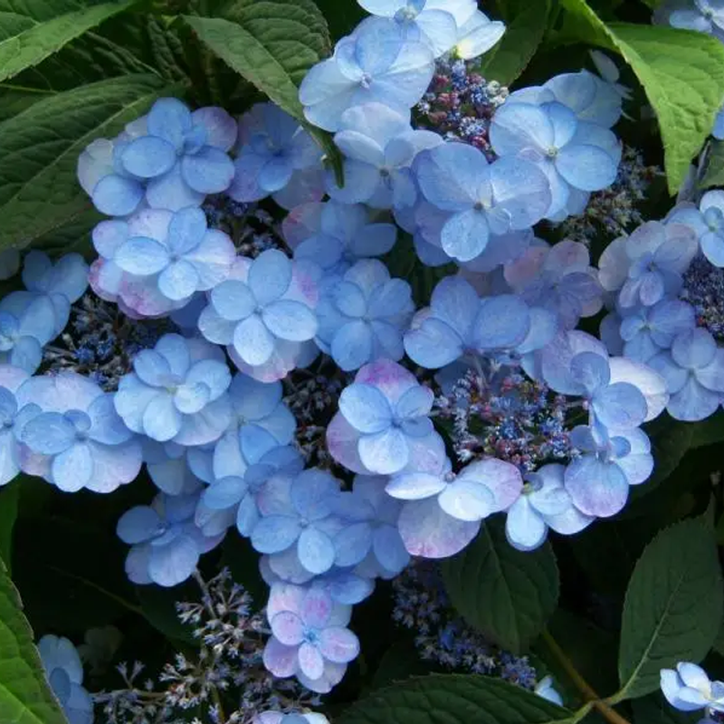 Купити гортензію широколисту
