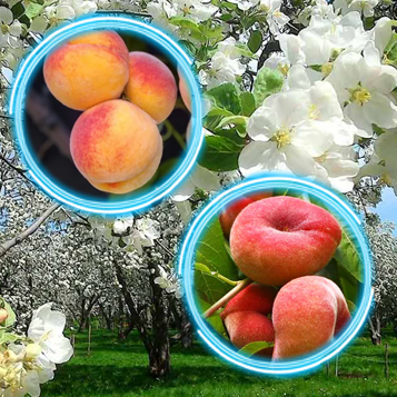 Купити Саджанці Дерево-Сад Персика