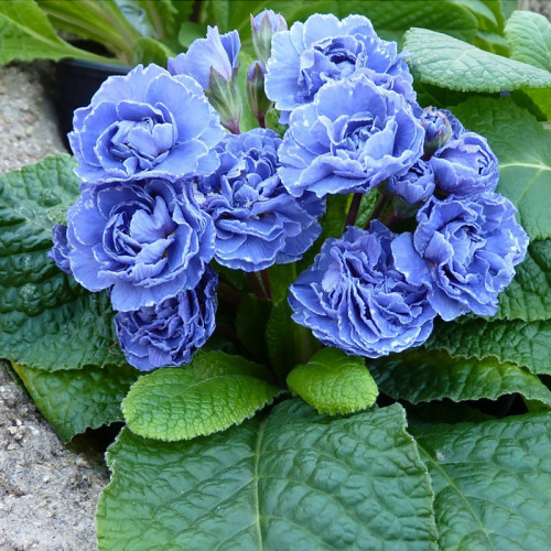 Купити саджанці примули