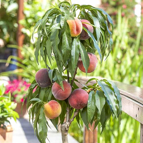  купить Саженцы персика на штамбе