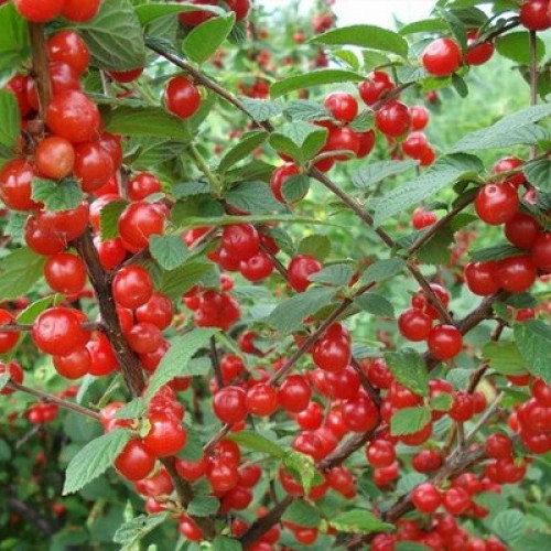 Купити Войлочну вишню (китайську)
