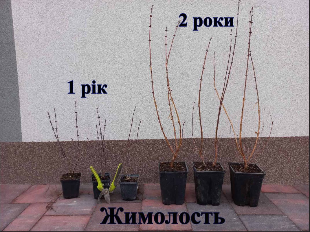 Купити саджанці жимолості 