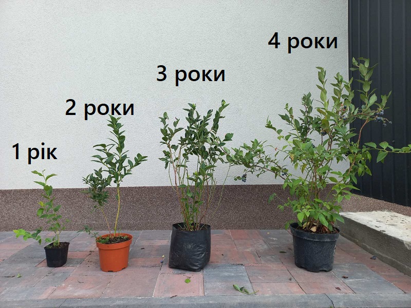 Купить саженцы голубики