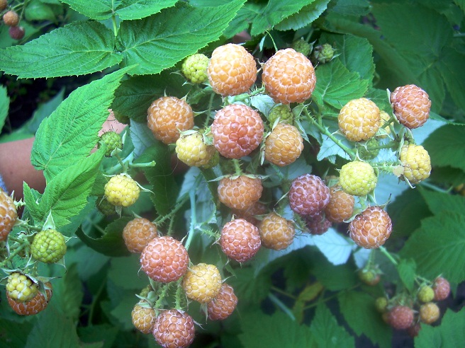 Купить саженцы малины "Amber Yellow" (Амбер Елов)