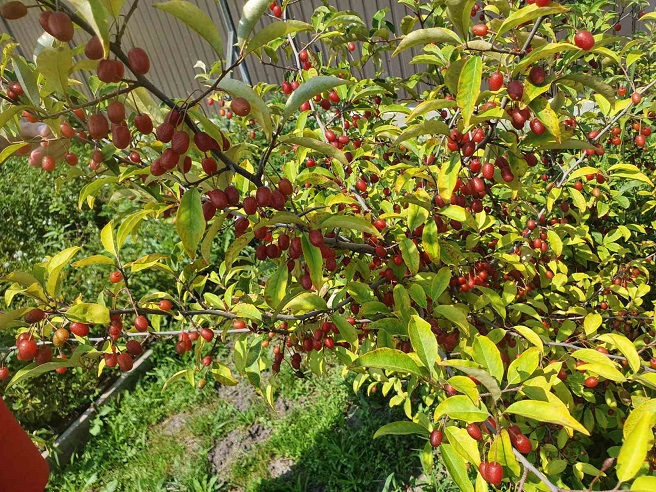 Купить саженцы гуми