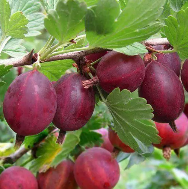 Купить саженцы крыжовника "Мазершкота"