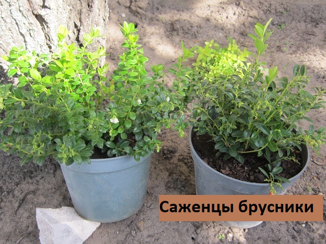 Купити саджанці брусниці 