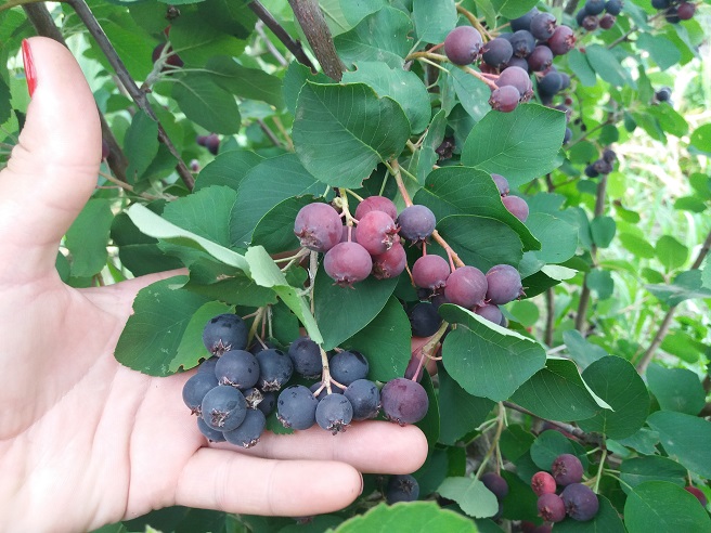 Купити саджанці ірги  "Honeywood"