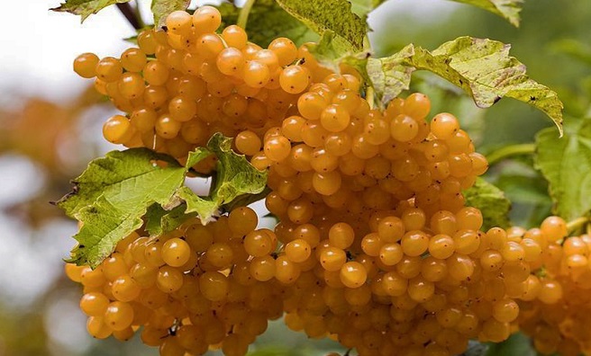 Купить саженцы калины