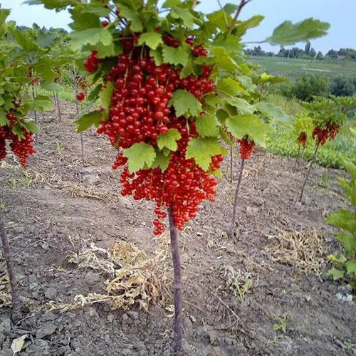 Купить саженцы смородины красной (смородины) на штамбе (Pa 150)