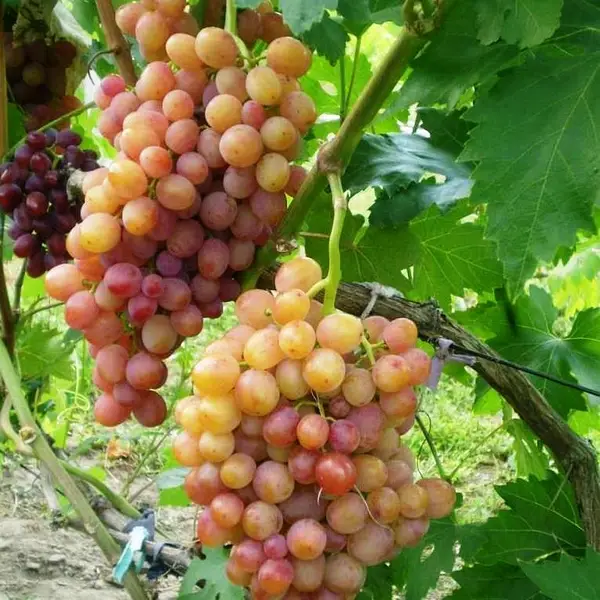 Купить саженцы винограда "Дольче Вита" (стол.)