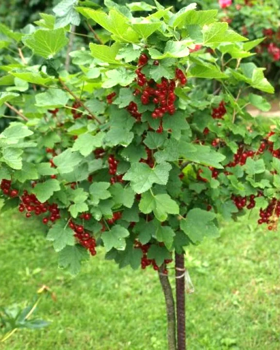 Купить саженцы смородины красной (смородины) на штамбе (Pa 150)