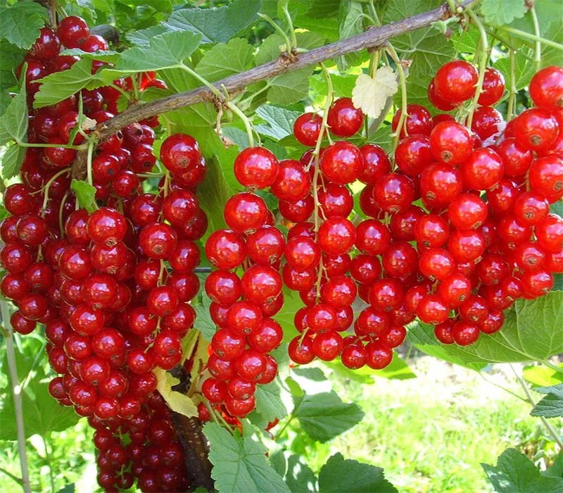 Купить саженцы смородины красной (смородины) на штамбе (Pa 150)