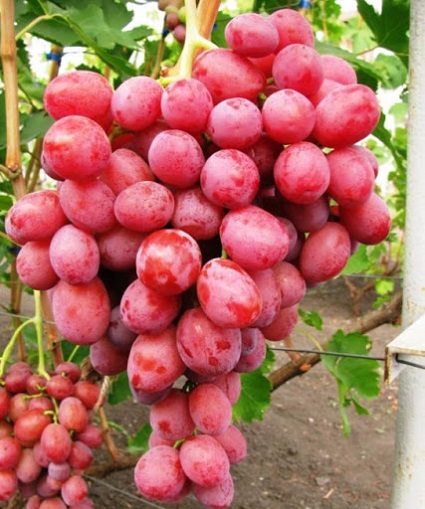 Купить саженцы винограда "Дюжина" (стол.)