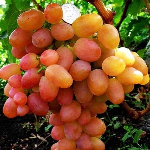 Купить саженцы винограда "Ливия" (стол.)