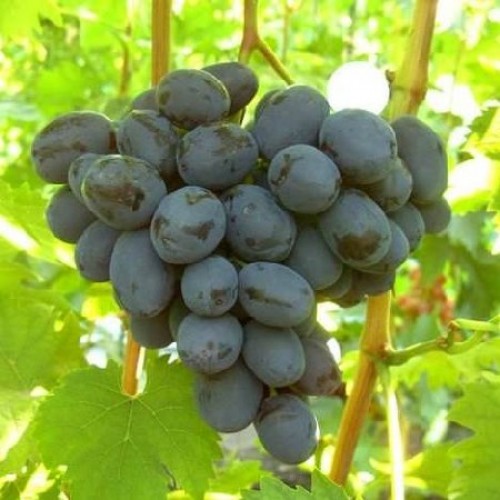 Купить саженцы винограда "Руслан" (стол.)