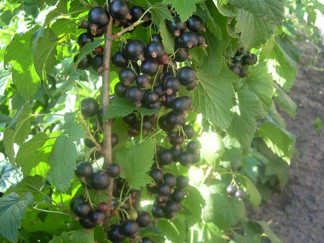 Купить саженцы смородины черной