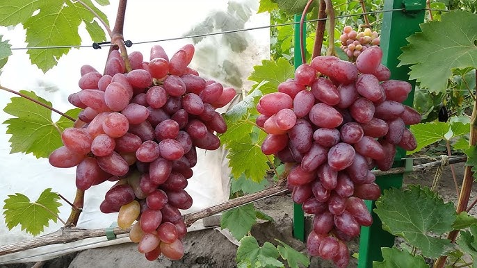 Купить саженцы винограда "Жар птица" (стол.)
