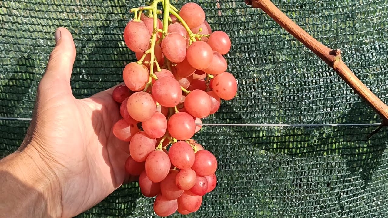 Купить саженцы винограда "Румын" (стол.)