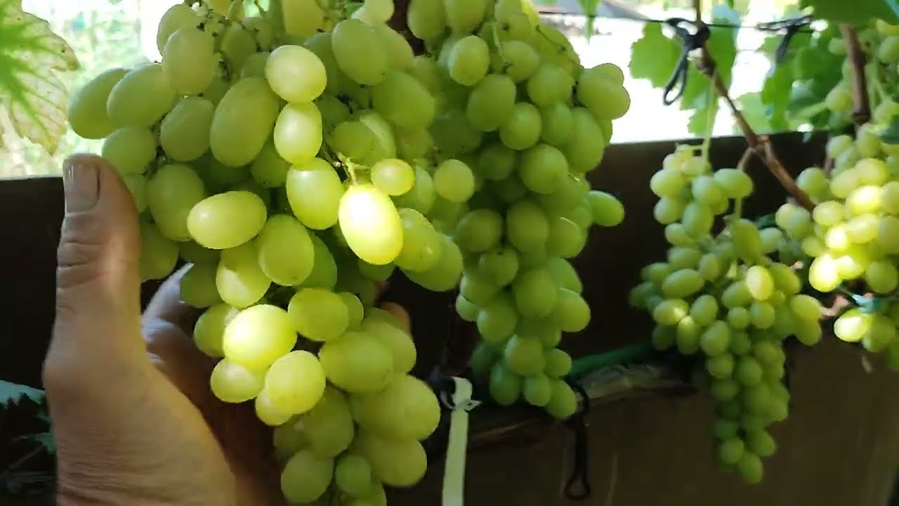 Купити саджанці винограду  "Шерлок" (к-м)