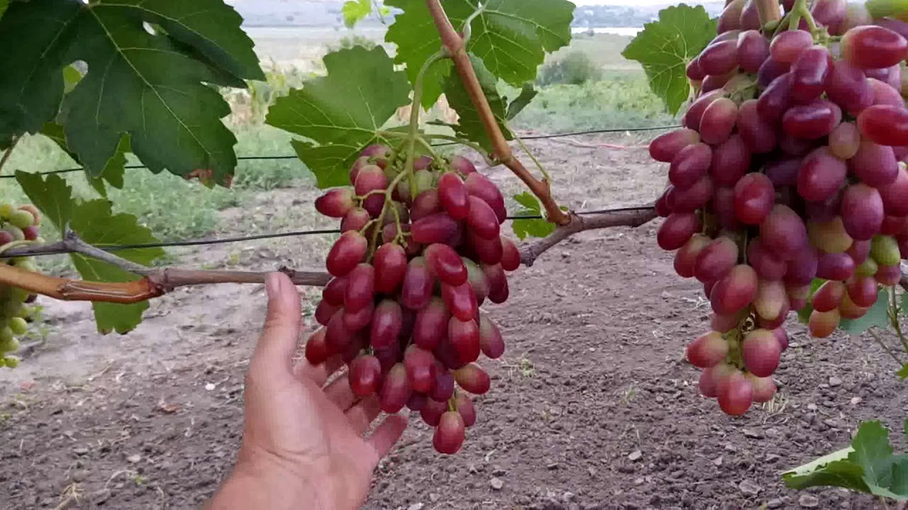 Виноград "Переясловська рада"(стол.)