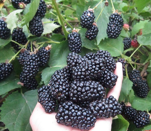 Купить микс ежевики