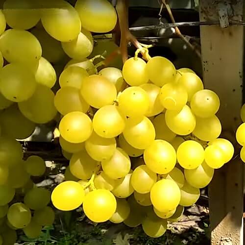Купити саджанці винограду "Мускат медовий" (стол.)