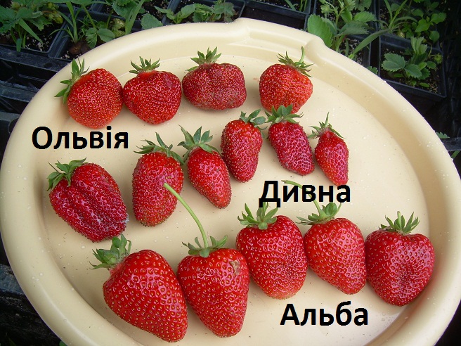 Купить саженцы клубники "Ольвия"