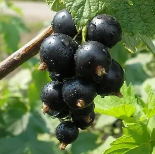 Купить саженцы смородины черной "Минусианская сладкая"
