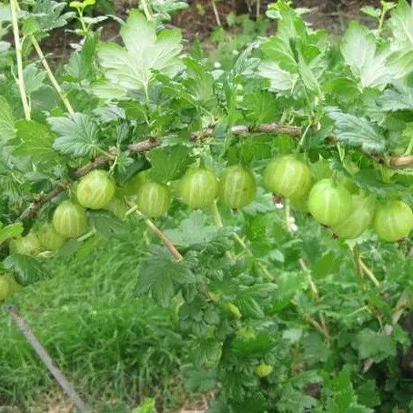 Купить саженцы крыжовника "Ковчег"