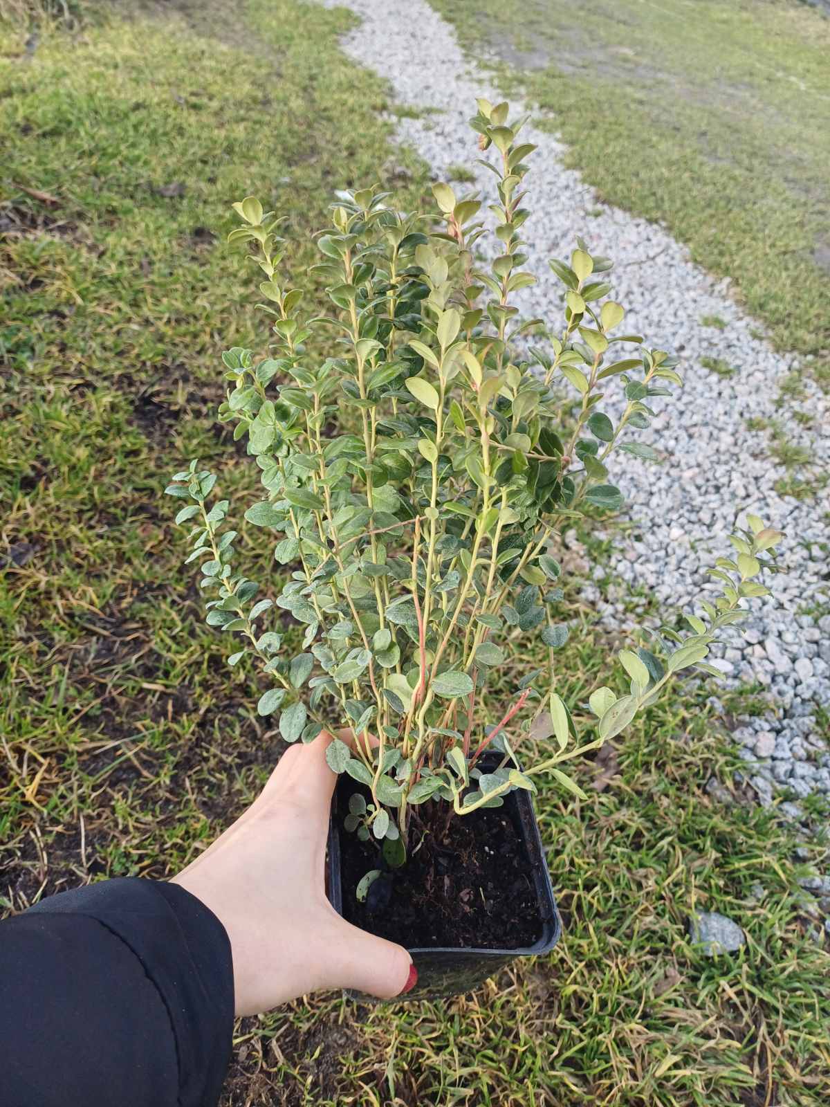 Купити саджанці брусниці самовивозом 