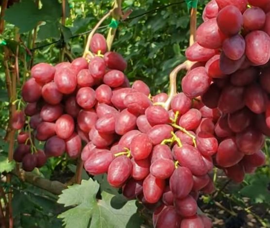 Купить саженцы винограда "Велюр" (стол.)