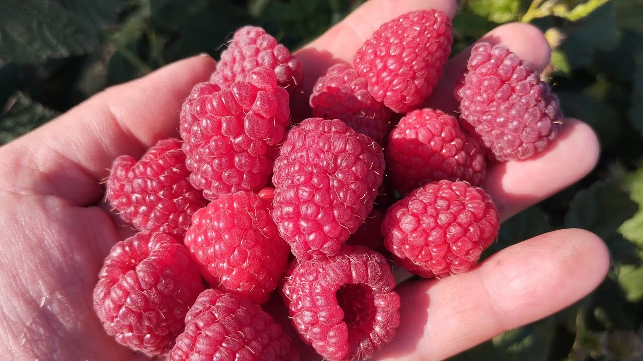 Купити саджанці малини "Марсела"