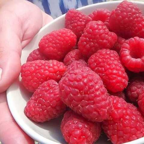 Купить саженцы малины "М.Гигант"