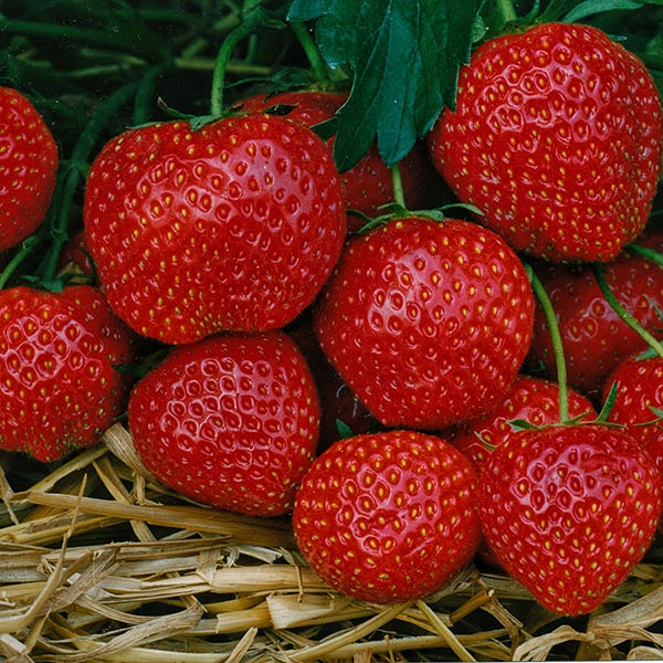 Купити полуницю фенеллі