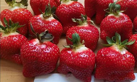 купить клубнику арианну