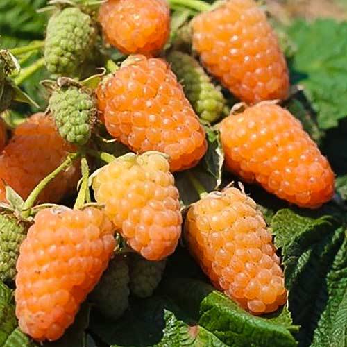 Купить саженцы малины Светлячок