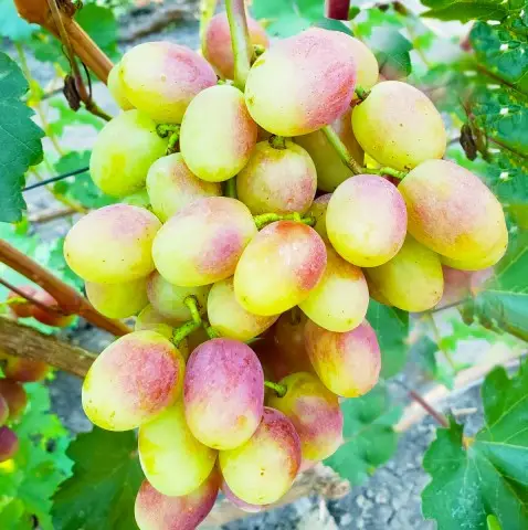 Виноград "Снежок" (стол.)