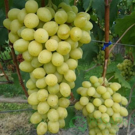 Виноград "Слава Україні" (стол.)