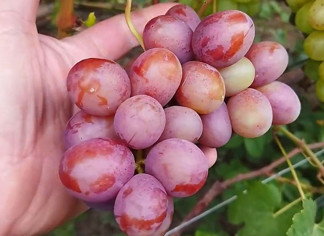 Винограад "Фламія" (стол.)
