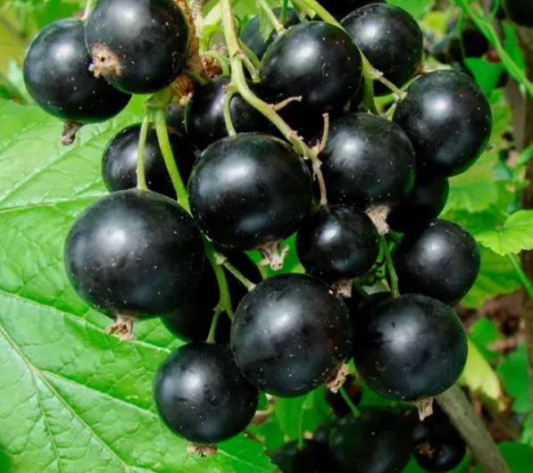 Купить саженец смородины черной Аспирантская