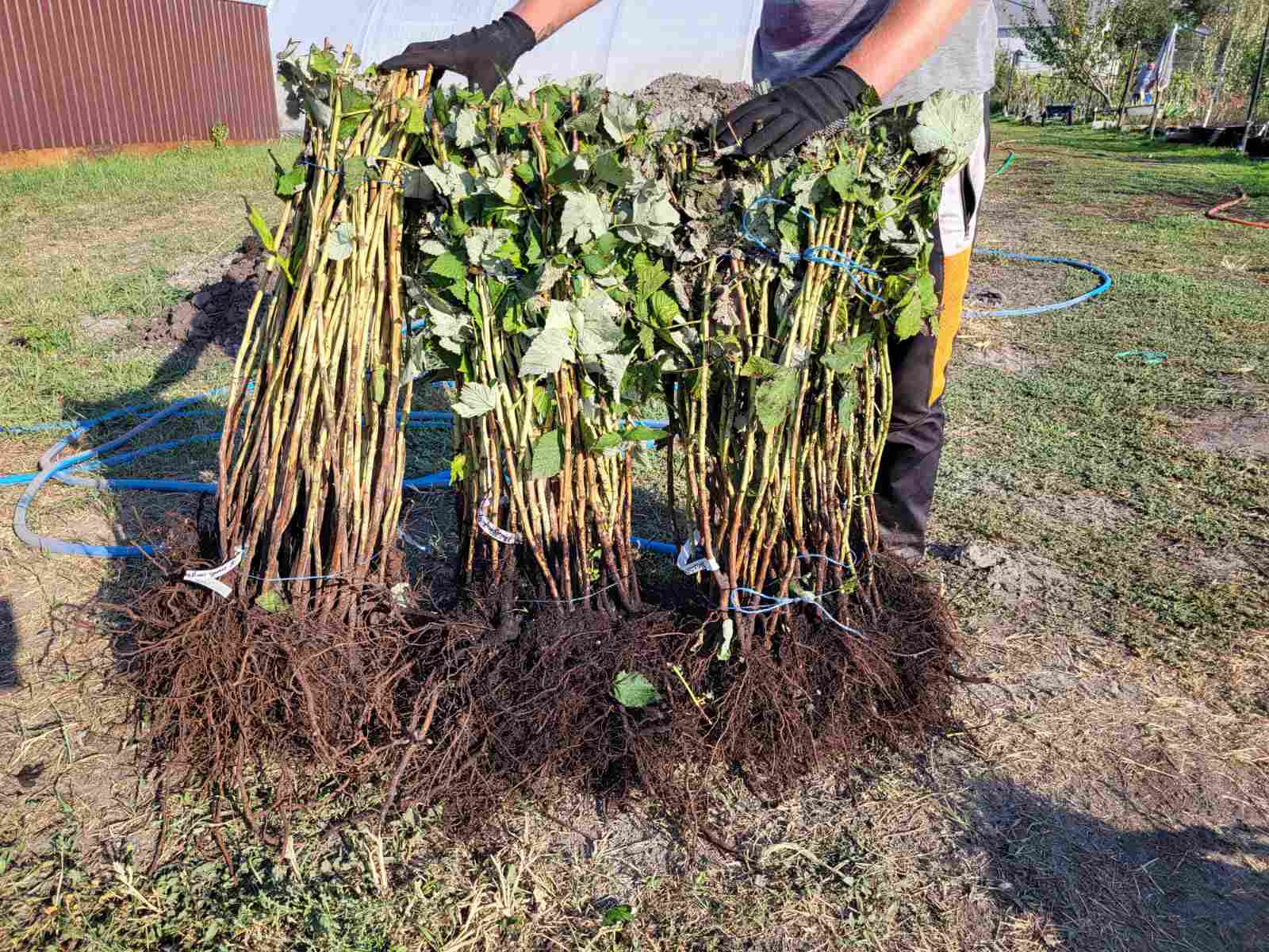 Купить саженцы малины