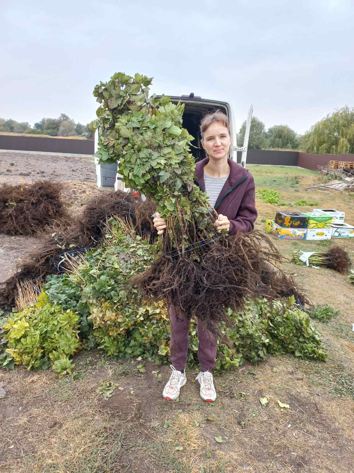 Купить саженцы смородины черной