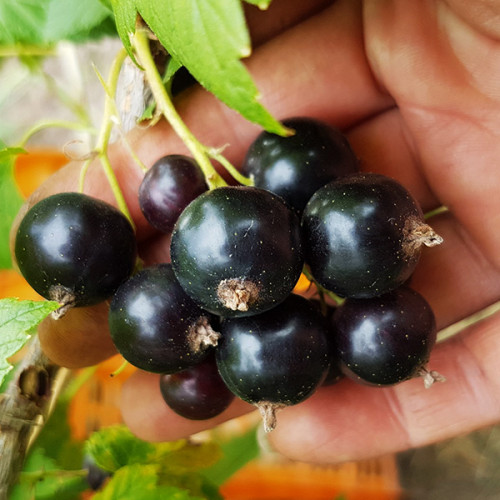 Купити саджанці смородини чорної Василіса