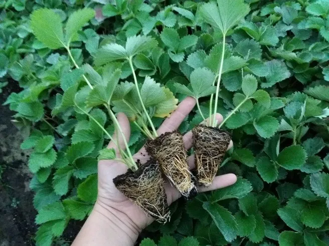 Купити саджанці полуниці по акції